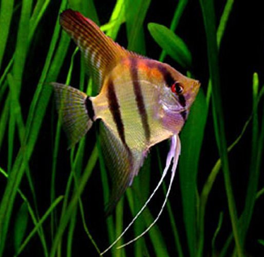 Pterophyllum Scalare Angelfish Breeder Ready Assorted Color Varieties Arizona Aquatic Gardens,Silver Nickels