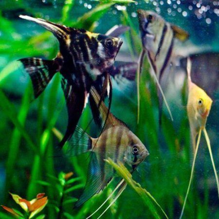 Pterophyllum Scalare Assorted Angelfish