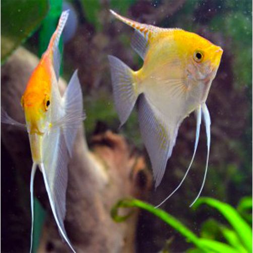 Pterophyllum Scalare Gold Angelfish