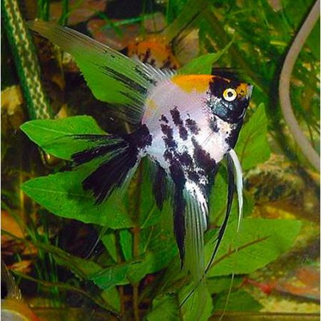 Pterophyllum Scalare Koi Veil Angelfish