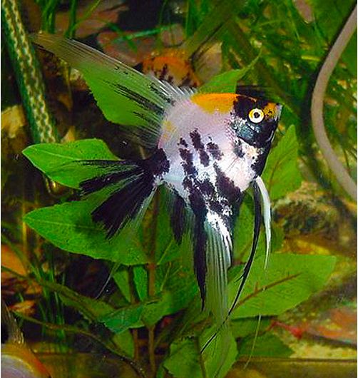 Pterophyllum Scalare Koi Veil Angelfish