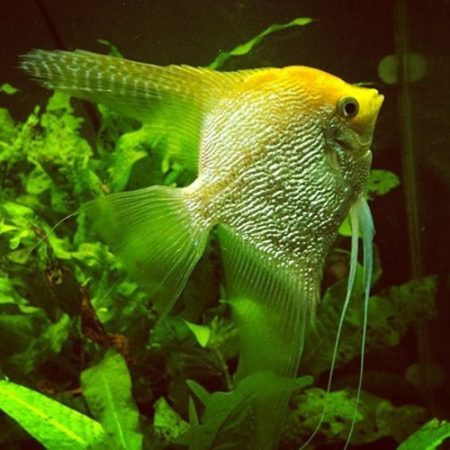 Pterophyllum Scalare Pearlscale Gold Angelfish