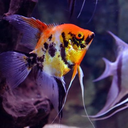 Pterophyllum Scalare Red Marbled Angelfish