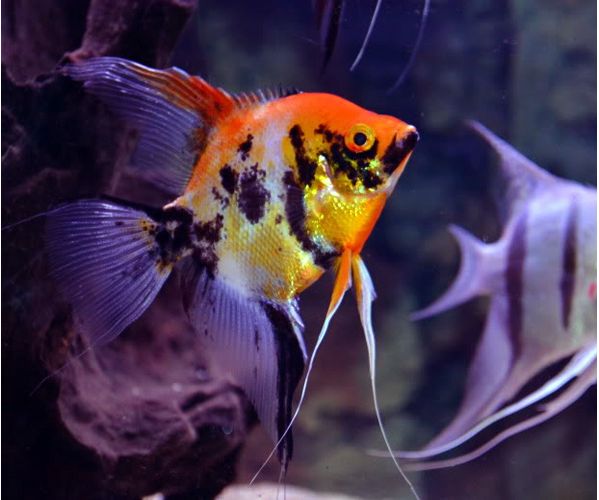 Pterophyllum Scalare Red Marbled Angelfish