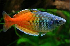 Tropical Freshwater Schooling Aquarium Fish For Sale At Azgardens Com