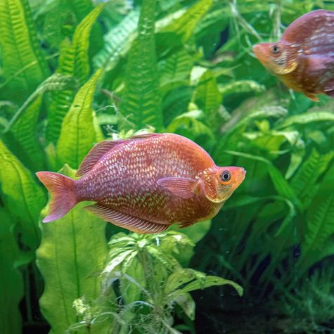 Red Irian Rainbowfish