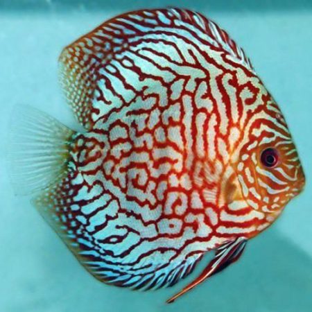 Red Carnation Discus