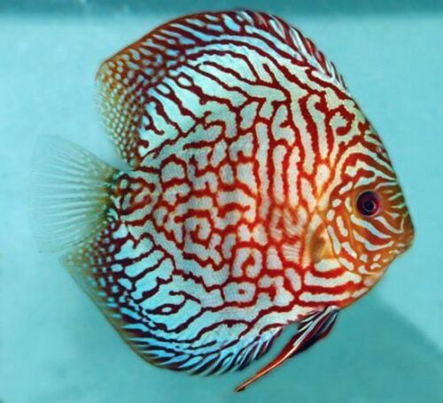 Red Carnation Discus