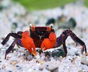 Crab Geosesarma - Vampire Red Devil Crab for sale AzGardens.com