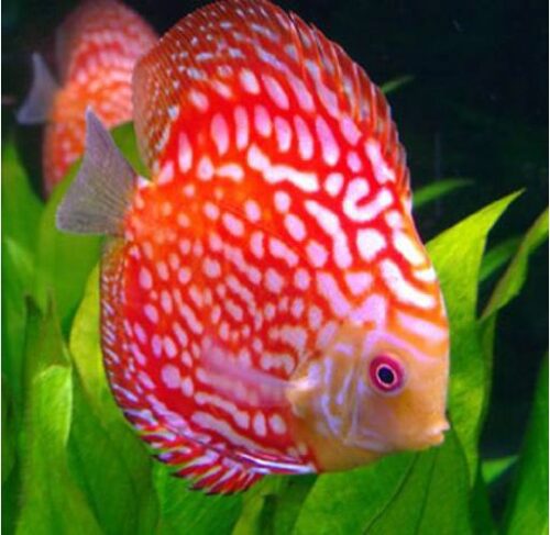 Red Eagle Discus