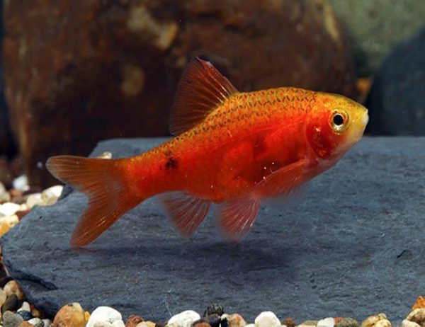 Red Glass Barb Tropical Fish
