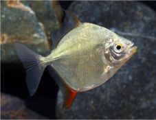 Red Hook Myleus Myloplus rubripinnis | Arizona Aquatic Gardens