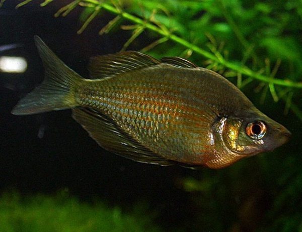 Red Irian Rainbowfish 2"