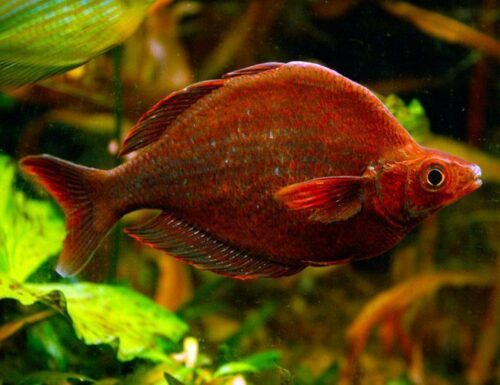 Red Irian Rainbowfish