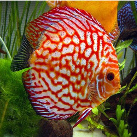 Red Pigeon Blood Discus