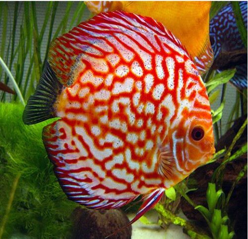 Red Pigeon Blood Discus