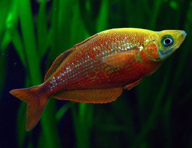 Red Irian Rainbowfish 3 4"+ LARGE - Aquatic