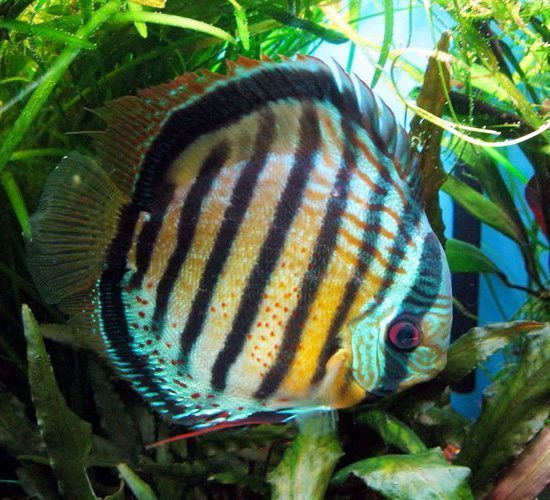 Red Spotted Green Discus