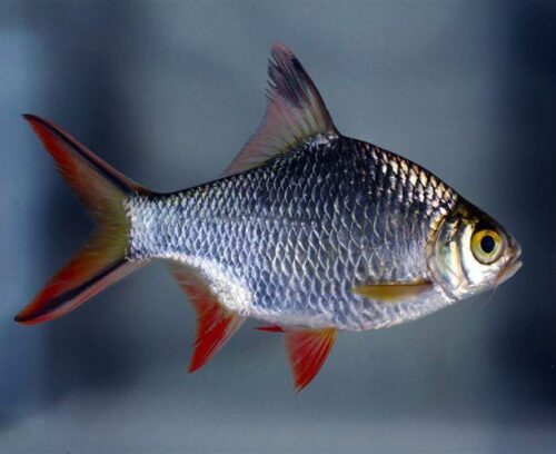 Red Tail Tinfoil Barb Large Size Tropical Fish