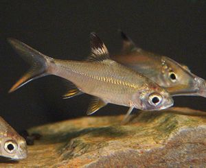 Red Tail Tinfoil Barb Tropical Fish | Arizona Aquatic Gardens