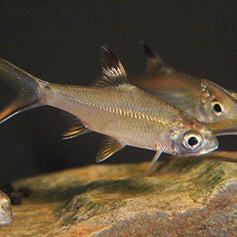 Green Platinum Tiger Barb Tropical Fish | Arizona Aquatic Gardens