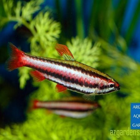 Ruby Red Tropical Pencilfish