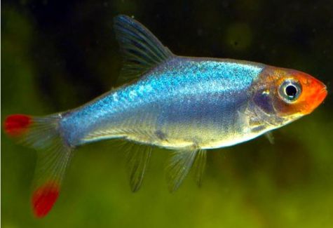 Black Harlequin Rasbora | Arizona Aquatic Gardens