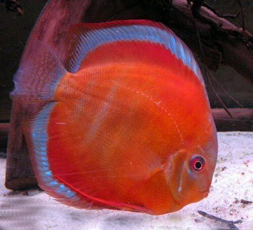 San Merah Discus