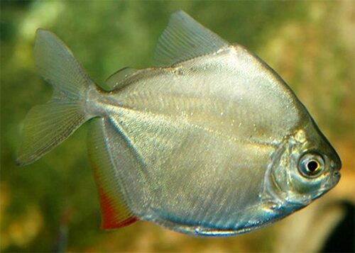 Serrasalminae Silver Dollar Aquarium Fish