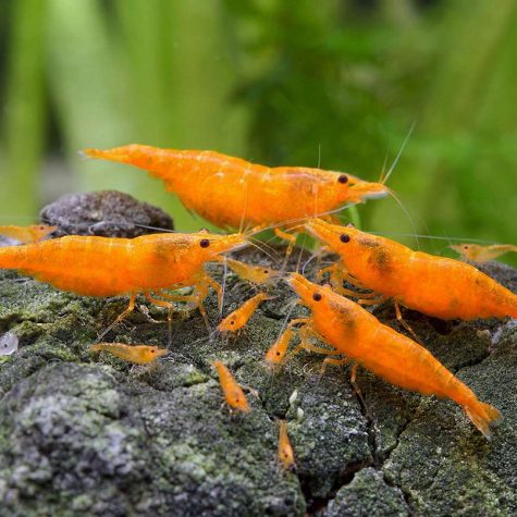 Freshwater Shrimp - Orange Pumpkin Sakura Shrimp