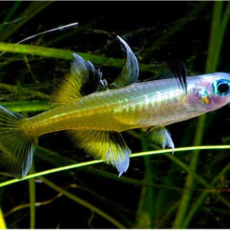 Signifer Pacific Blue-Eye Rainbowfish