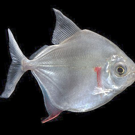 Serrasalmidae - Silver Dollar, Classic