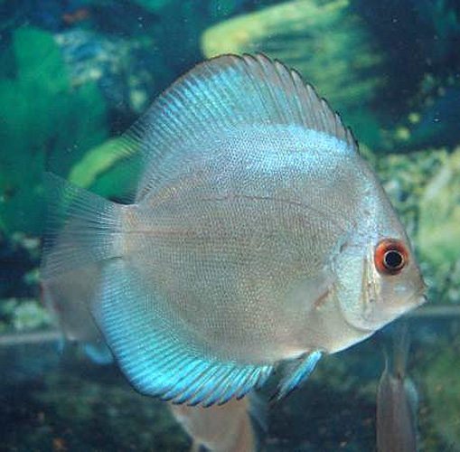 Singapore Cobalt Blue Discus Fish