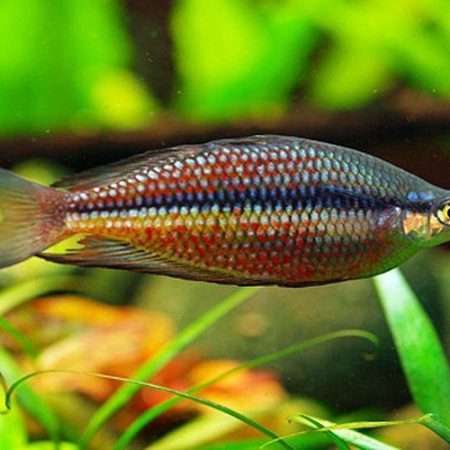 Splendid Tropical Rainbowfish
