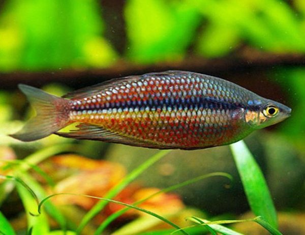 Splendid Tropical Rainbowfish