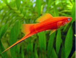 exotic freshwater fish for sale