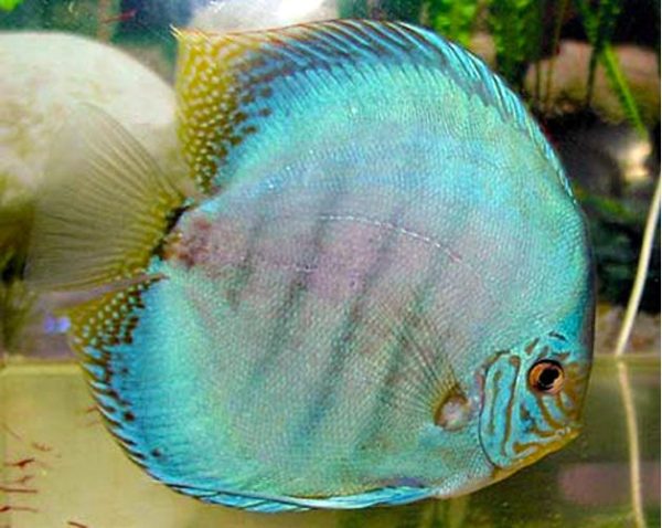 Thailand Cobalt Blue Discus Fish