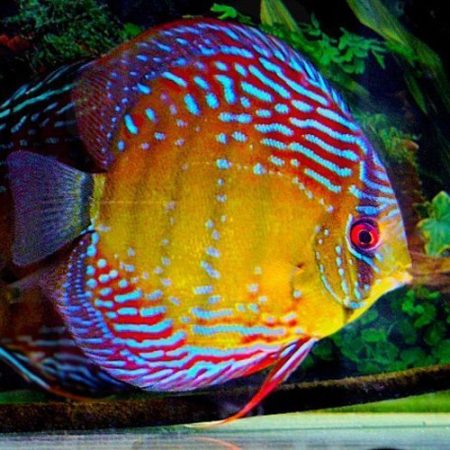 Thailand Discus Fish in Assorted Mixed Colors