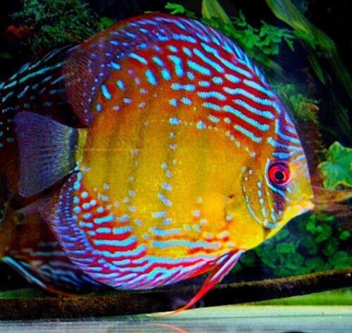 Thailand Discus Fish in Assorted Mixed Colors