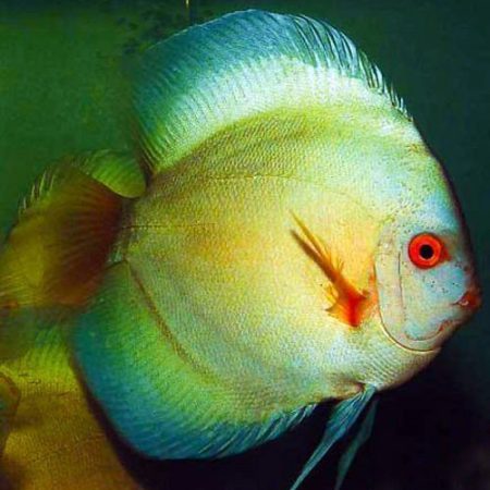 Thailand Large Ocean Green Discus Fish