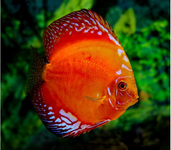Thailand Red Marlboro Discus Fish