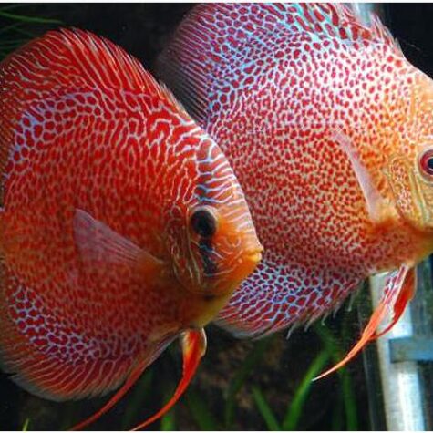 Discus - Red-Spotted Snakeskin Discus Fish