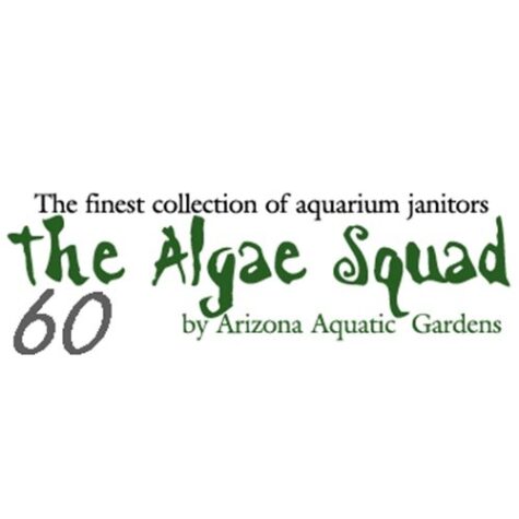 The Algae Squad60