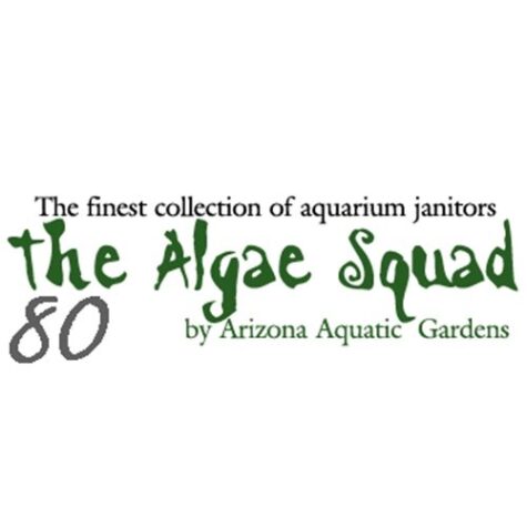 The Algae Squad80