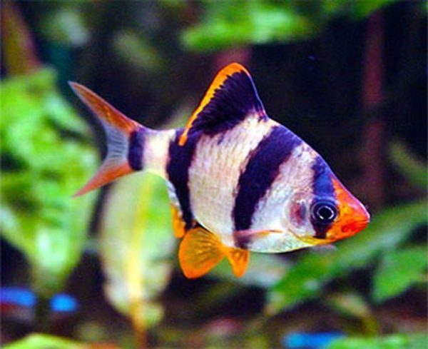 Tiger Barb Tropical Fish