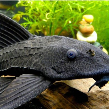 Algae Eating Fish for Aquariums & Ponds for Sale at