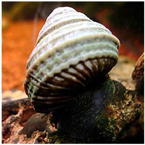 Snail - Freshwater Turbo Skai Bleu Snail