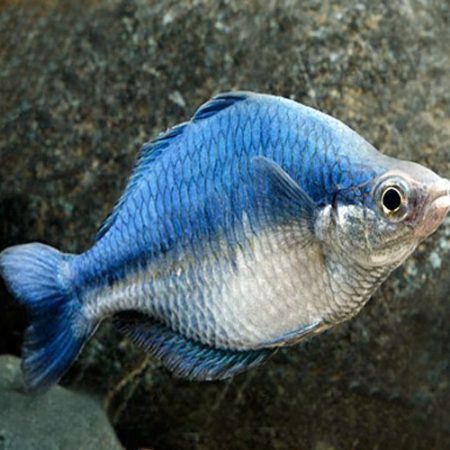 Turquoise Rainbowfish Tropical Fish