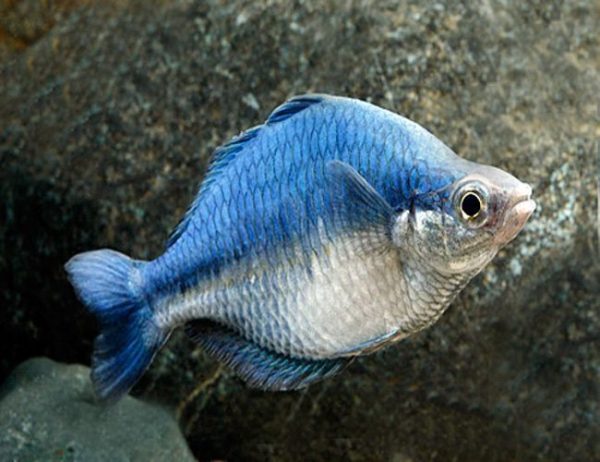 Turquoise Rainbowfish Tropical Fish