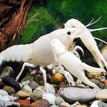 White Ghost Freshwater Lobster